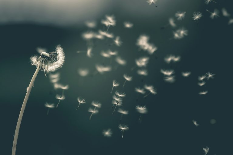 A close-up of a fluffy white dandelion seed head as a gentle breeze blows its seeds into the air.