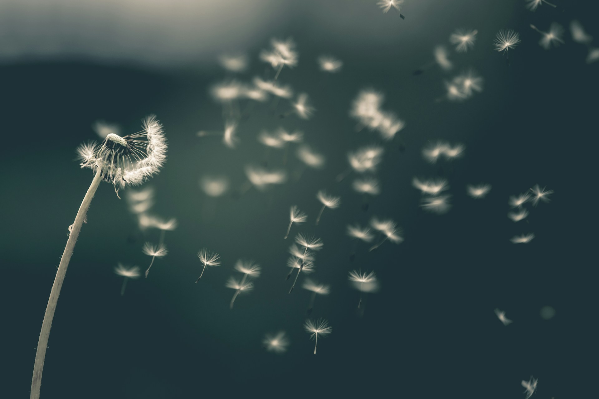 A close-up of a fluffy white dandelion seed head as a gentle breeze blows its seeds into the air.